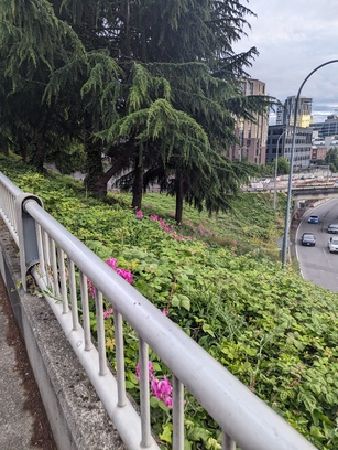 Photo of plants and vibrant pink flowers going next to the railing of the highway overpass.