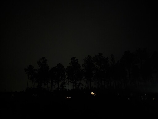 Night photo of a row of tall trees in the darkness, along with a few lights from distant houses